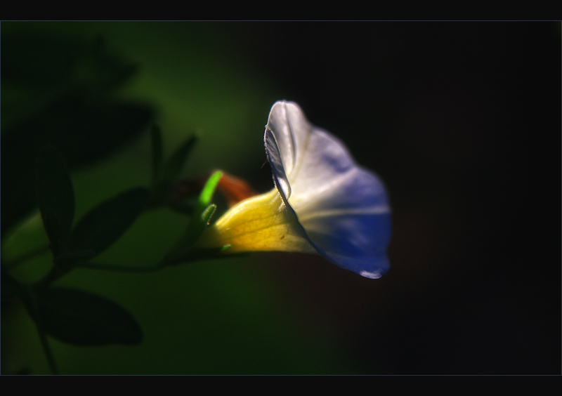 Wildwood Flower (the Carters)