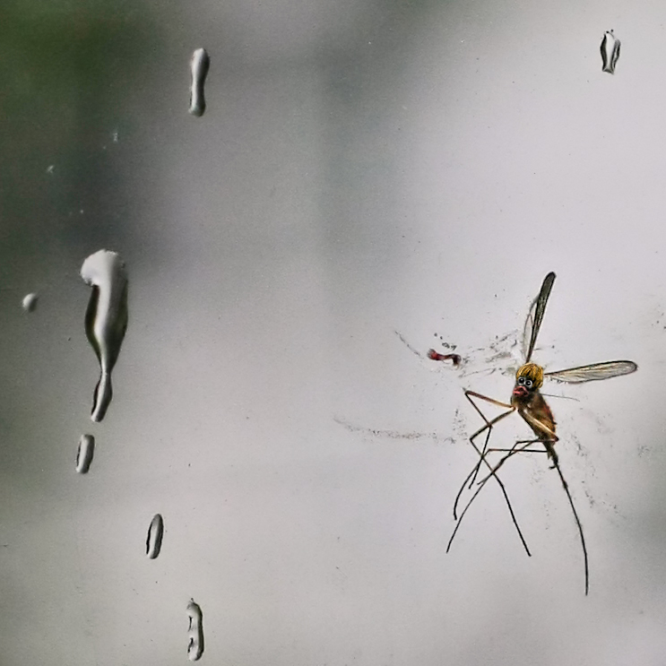 I'm Just A Bug On The Windshield Of Life