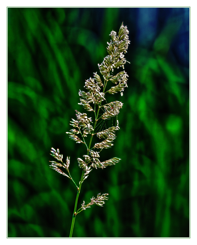 Evening Light, Evening Calm