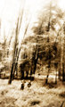 remembering as if it were a dream