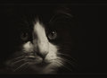 whispers of whiskers