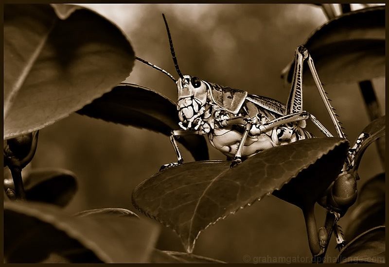 Portrait of a Grasshopper