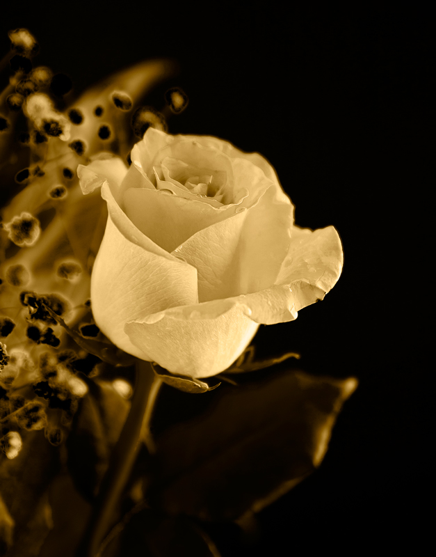 Rose Revisited