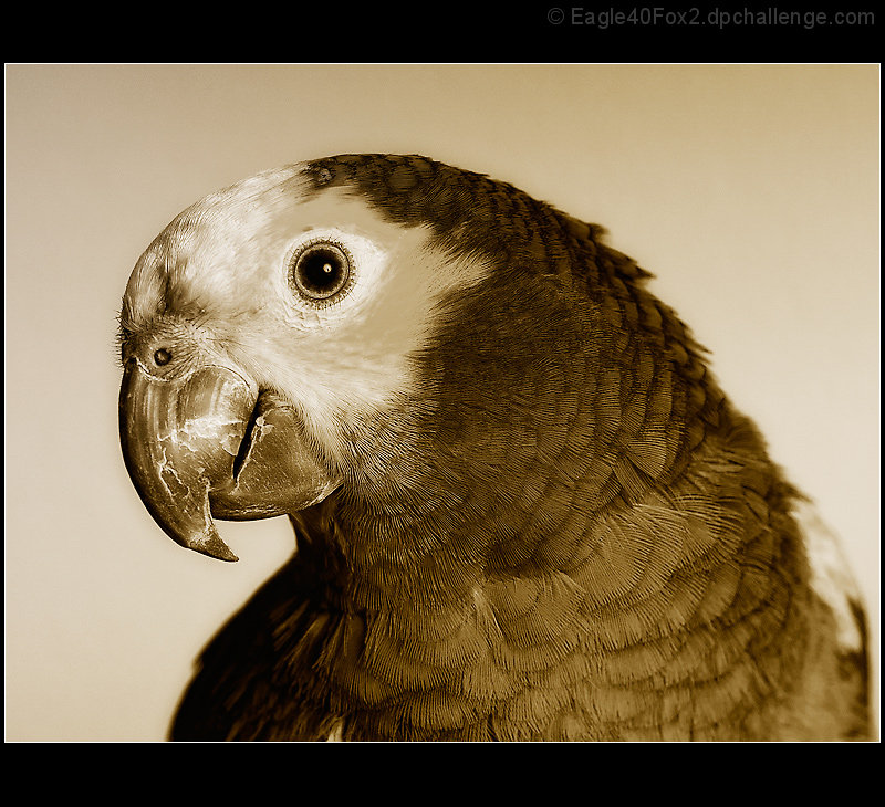 Parrot Portrait