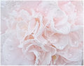 Debutante