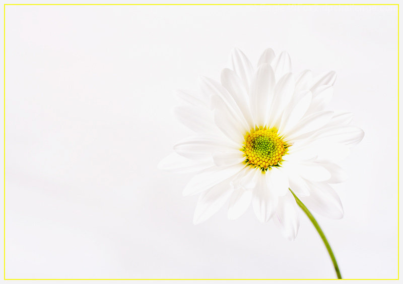 Daisy Delight 