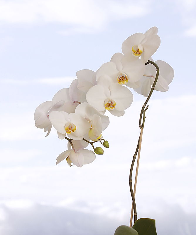 window orchid
