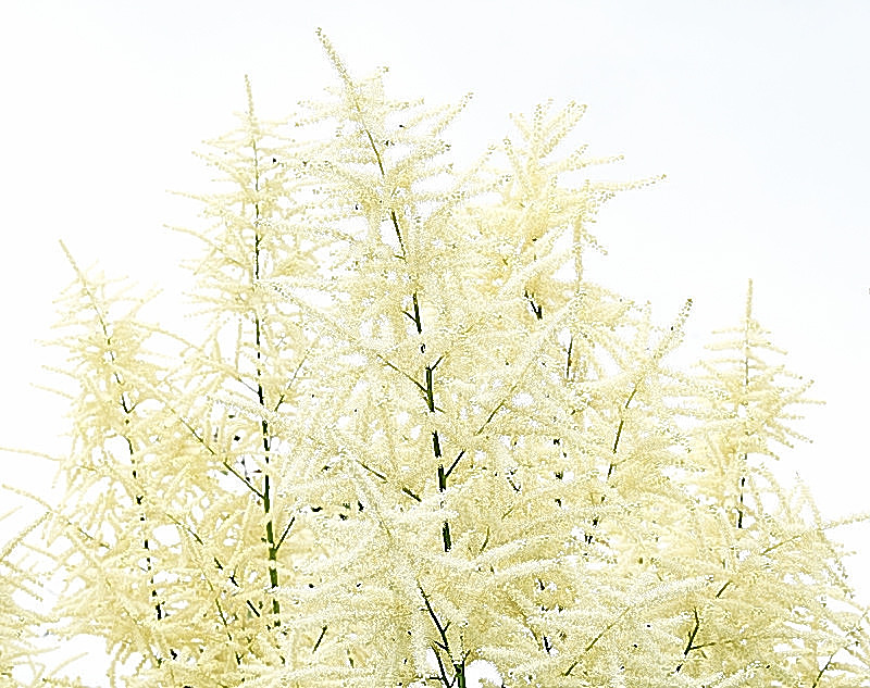 In Bloom