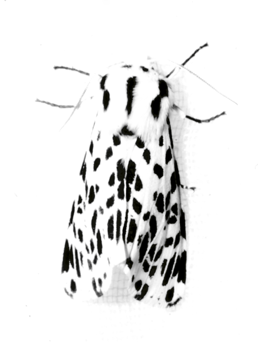 Dalmation Moth