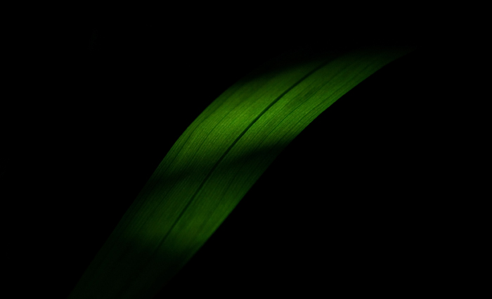 Just A Leaf !!!