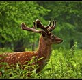 forest habitat