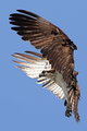Osprey (Pandion haliaetus)