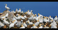 Breeding Season in the Gannet Colony