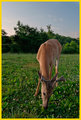 Young Buck
