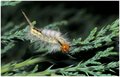 Tussock Moth Caterpillar spines can cause hypersensitivity reaction if touched