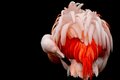 The Variations of a Flamingo's Plumage