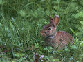 Hare today, hare tomorrow. Longevity lessons from the lowly rabbit.
