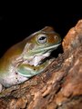 Whites Tree Frog