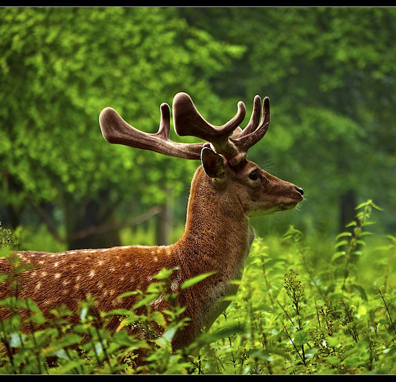forest habitat