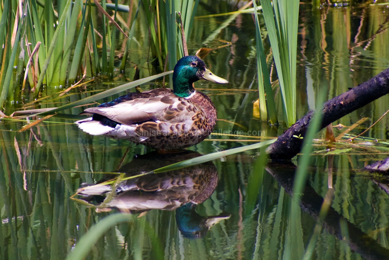 Reducktions