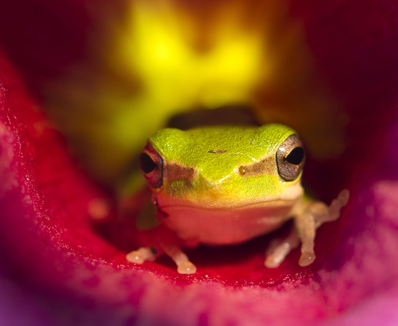 Frog in Allamanda Flower