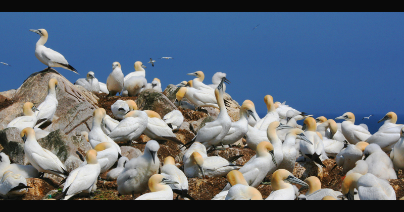 Breeding Season in the Gannet Colony