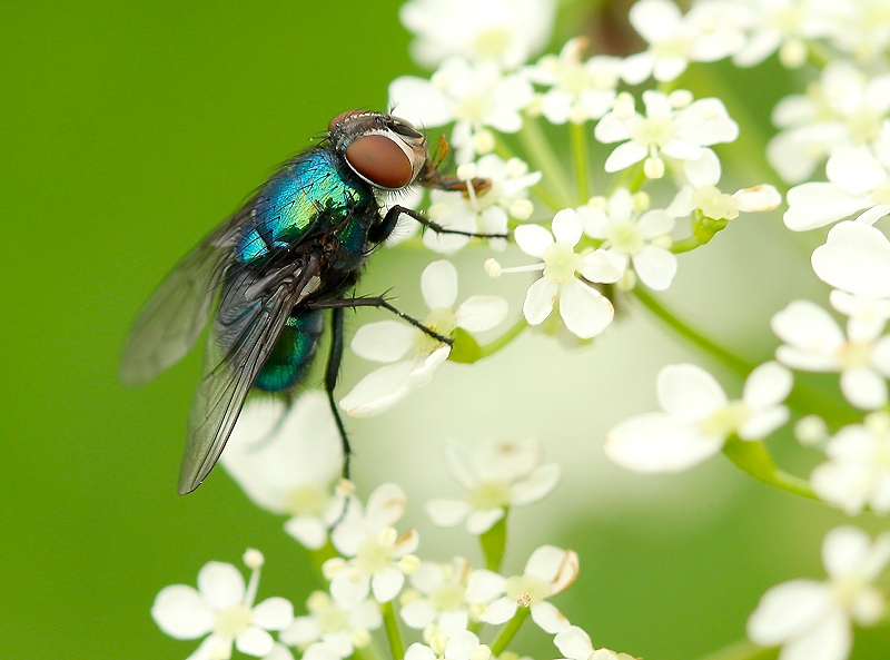 Jewel of the Insect World