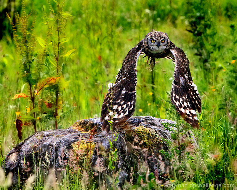 Birds of Prey