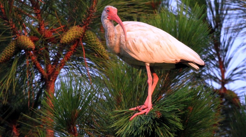 I Be a IBIS