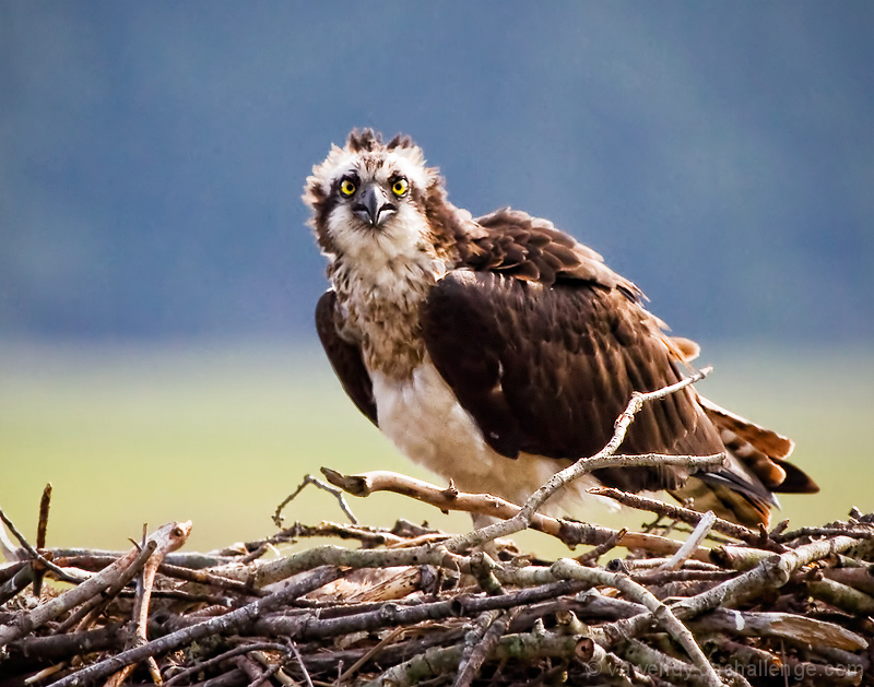 The Resurgence of the Osprey 