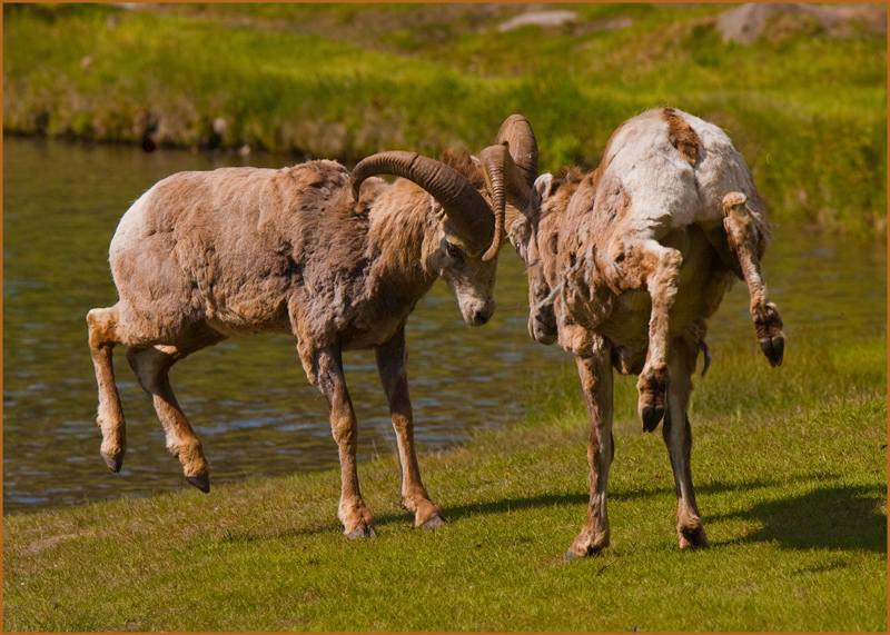 Rocky Mountain Bighorn Sheep