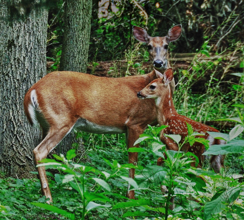 Mother & Child     (Whitetail deer, Odocoileus virginianus)