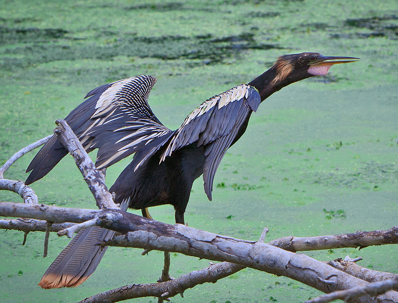 Anhinga (or Snake Bird or Water Turkey)