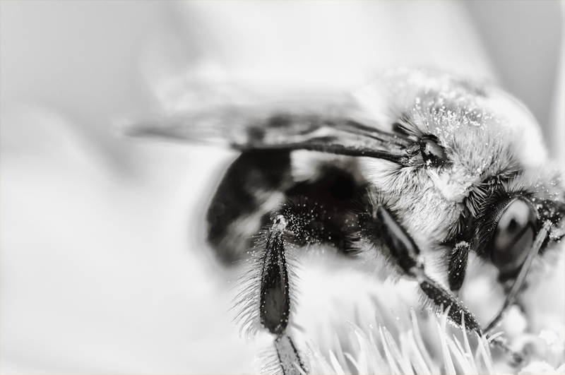 Bee Pollinating