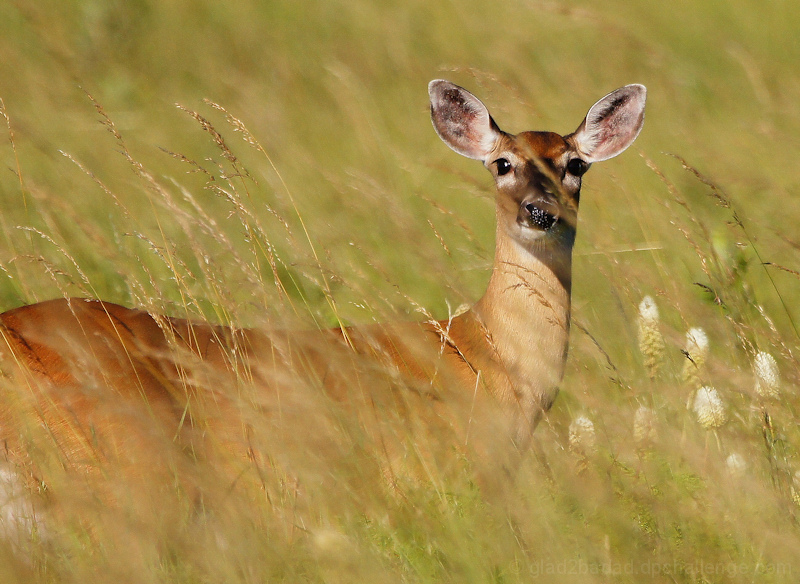 North American Whitetail Deer Study Underway