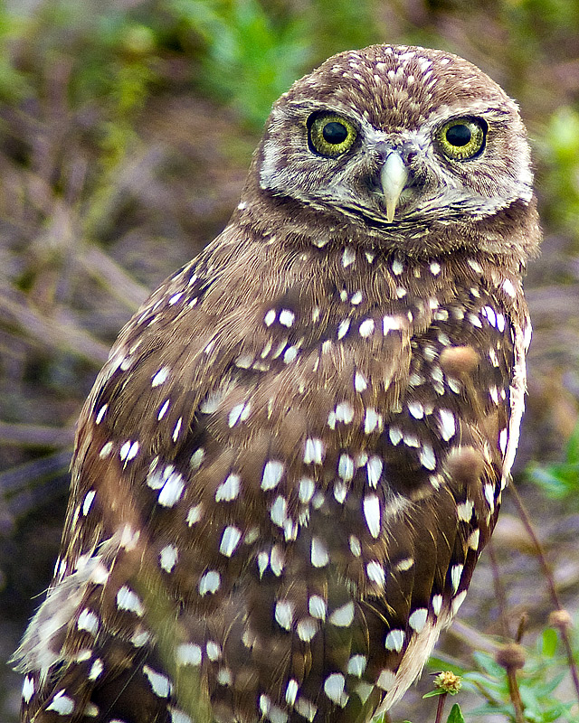 The Endangered Burrowing Owl