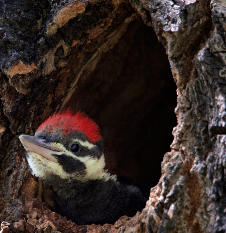 Young Pileated Woodpecker