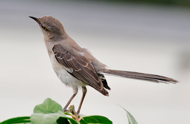 "Backyard Bird Watching"