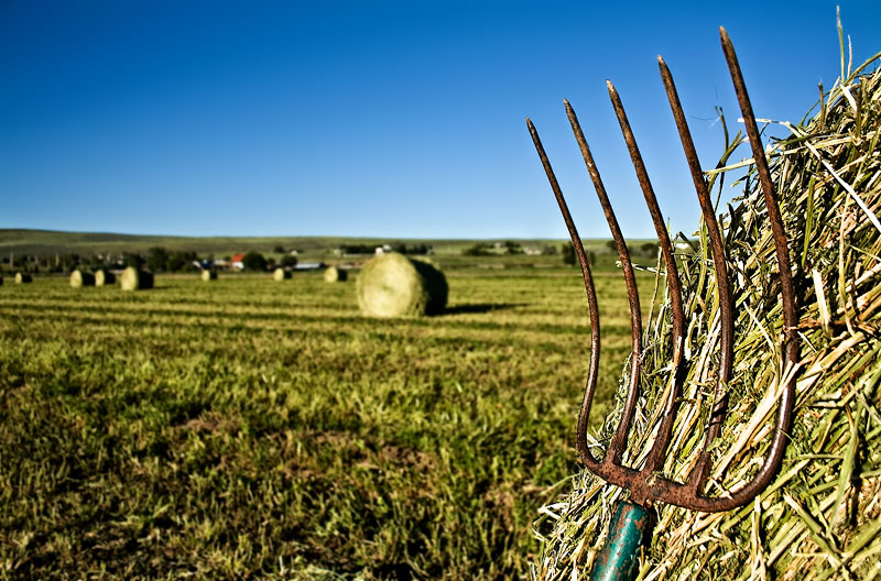 Pitch Fork