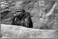 Gorilla escapes after weeks of contemplation.