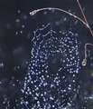 Rain, Hail, Shine,  Web of Life