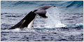 Visited Ningaloo  - frolicked in the surf