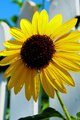 Standing Tall, Looking at Summer Skys.