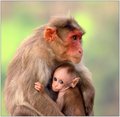 Mother's Love, Precious than anything else