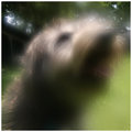 Unclear how I became a dog...