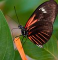 Beautiful Dreams Powered by Colorful Wings