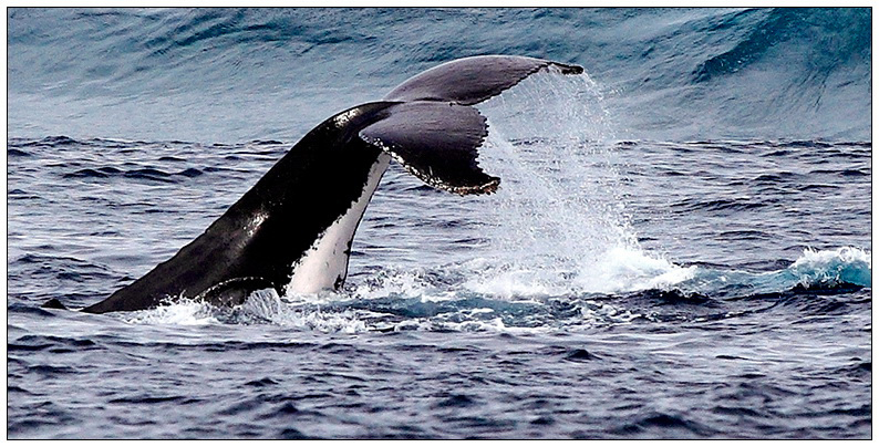 Visited Ningaloo  - frolicked in the surf