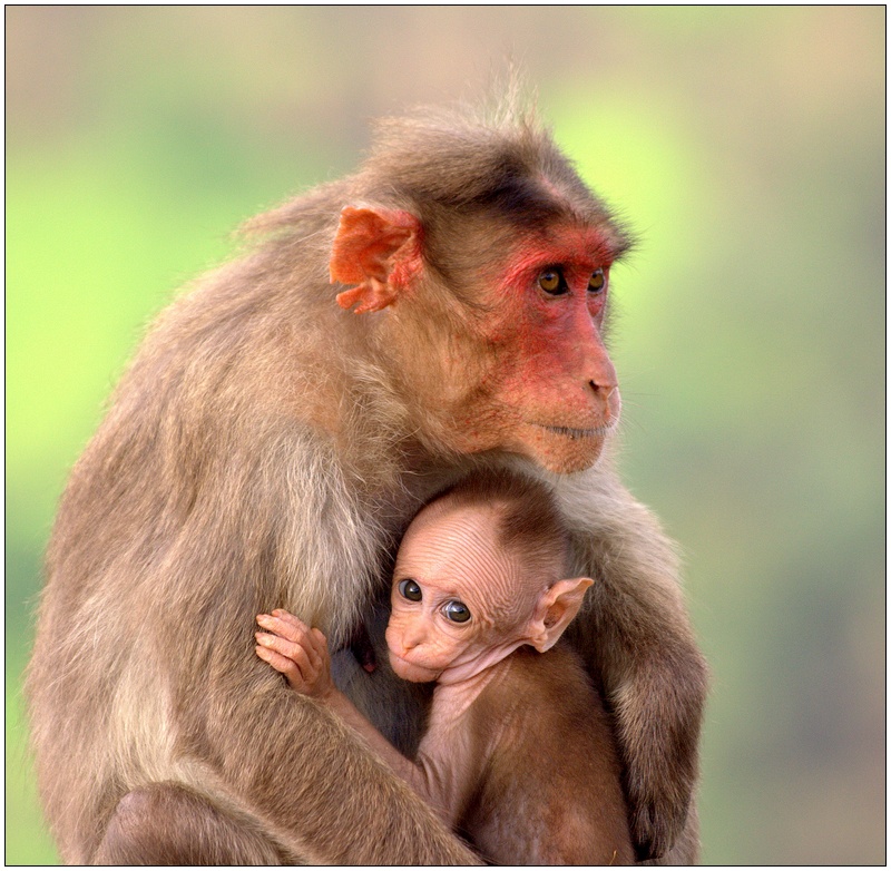 Mother's Love, Precious than anything else