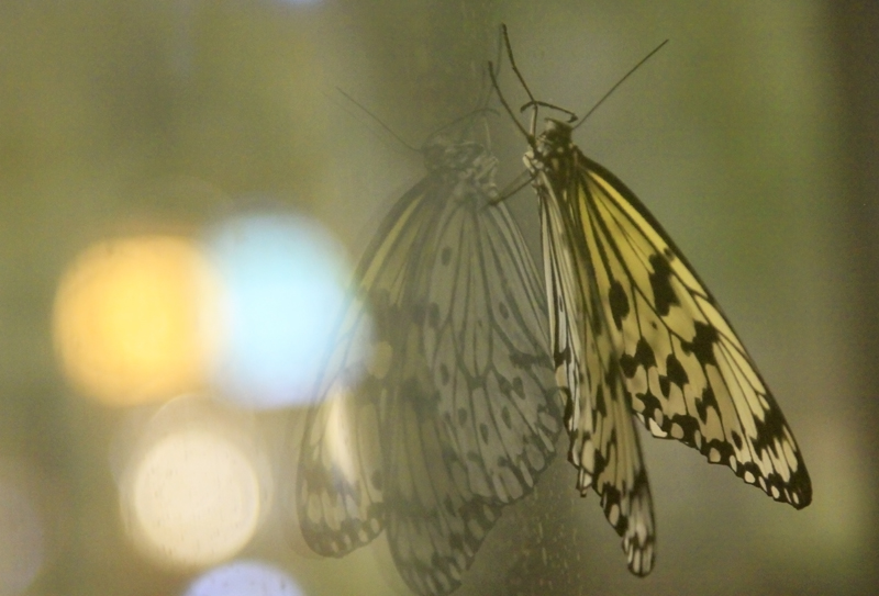 Butterfly caught in the big city