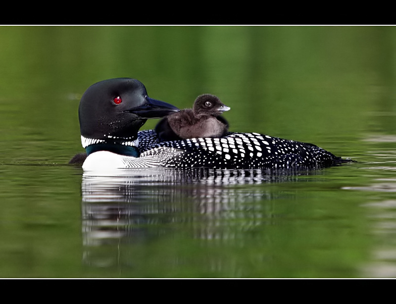 Enjoying a quiet summer morning swim